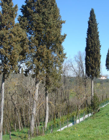 Jewish Cemetery of Monte San Savino
