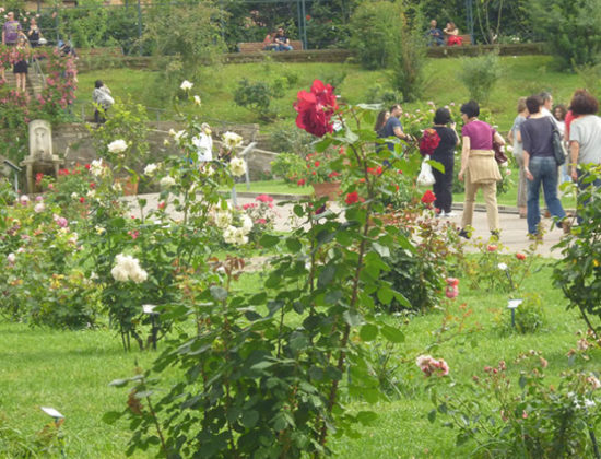 Municipal Rose Garden